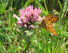 Rødflekket perlemorvinge (Boloria euphrosyne)