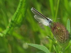 Engblåvinge (Cyaniris semiargus)