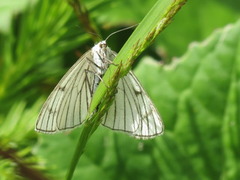 Ribbemåler (Siona lineata)