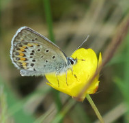 Idasblåvinge (Plebejus idas)