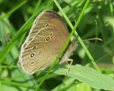 Gullringvinge (Aphantopus hyperantus)