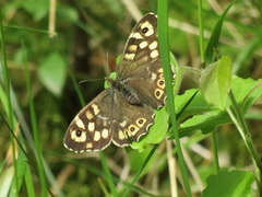 Skogringvinge (Pararge aegeria)