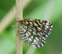 Rutemåler (Semiothisa clathrata)