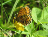 Marimjellerutevinge (Melitaea athalia)