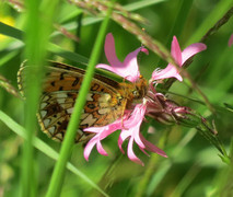 Brunflekket perlemorvinge (Boloria selene)