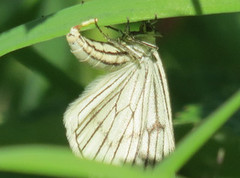 Ribbemåler (Siona lineata)