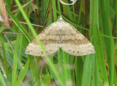 Brun bakkemåler (Scotopteryx chenopodiata)