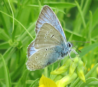 Sølvblåvinge (Polyommatus amandus)