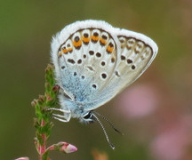 Argusblåvinge (Plebejus argus)