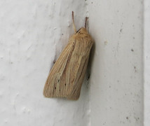 Halmgult gressfly (Mythimna pallens)