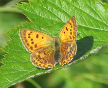 Oransjegullvinge (Lycaena virgaureae)