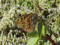 Sølvkåpe (Issoria lathonia)