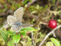 Argusblåvinge (Plebejus argus)