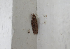 Agonopterix ciliella/heracliana