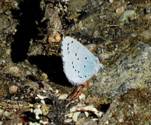 Vårblåvinge (Celastrina argiolus)