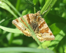 Brunt slåttefly (Euclidia glyphica)