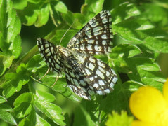 Rutemåler (Chiasmia clathrata)