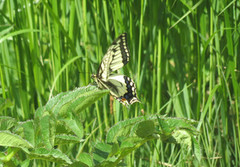 Svalestjert (Papilio machaon)