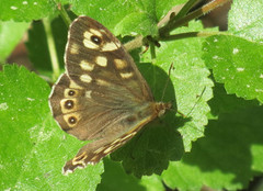 Skogringvinge (Pararge aegeria)