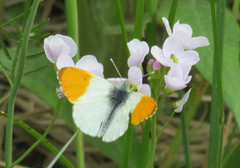 Aurorasommerfugl (Anthocharis cardamines)