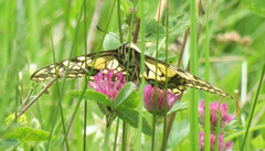 Svalestjert (Papilio machaon)