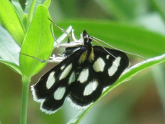 Gullrisengmott (Anania funebris)