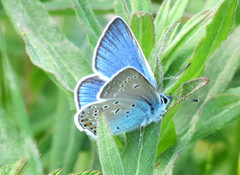 Sølvblåvinge (Polyommatus amandus)