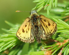 Svartflekksmyger (Carterocephalus silvicola)