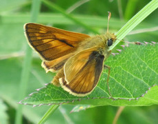 Engsmyger (Ochlodes sylvanus)