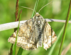 Brunt slåttefly (Euclidia glyphica)