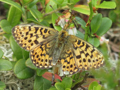 Rødflekket perlemorvinge (Boloria euphrosyne)