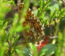 Rødflekket perlemorvinge (Boloria euphrosyne)