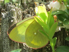 Myrgulvinge (Colias palaeno)