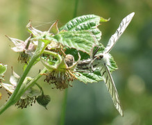 Ribbemåler (Siona lineata)