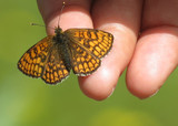 Marimjellerutevinge (Melitaea athalia)