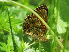 Brunflekket perlemorvinge (Boloria selene)