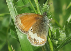 Perleringvinge (Coenonympha arcania)