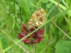 Brunflekket perlemorvinge (Boloria selene)