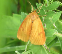 Rødfrynset bjørnespinner (Diacrisia sannio)