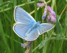 Sølvblåvinge (Polyommatus amandus)