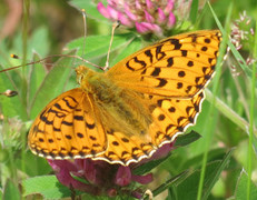 Aglajaperlemorvinge (Argynnis aglaja)