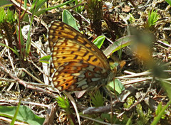 Rødflekket perlemorvinge (Boloria euphrosyne)