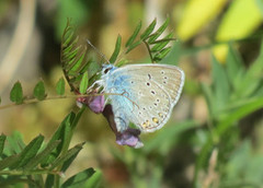 Sølvblåvinge (Polyommatus amandus)