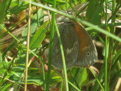 Engringvinge (Coenonympha pamphilus)