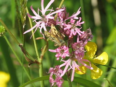 Svartflekksmyger (Carterocephalus silvicola)