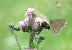 Gullringvinge (Aphantopus hyperantus)