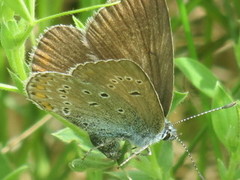 Sølvblåvinge (Polyommatus amandus)