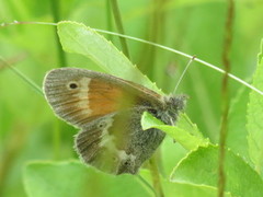 Myrringvinge (Coenonympha tullia)