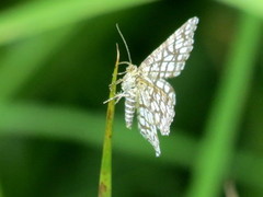 Rutemåler (Semiothisa clathrata)