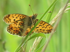 Brunflekket perlemorvinge (Boloria selene)